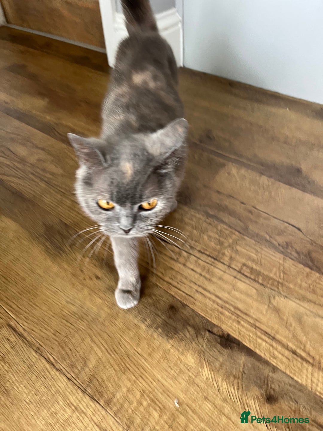British Shorthair cats for sale: 3 beautiful British shorthairs  - Image 12