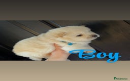 Chow Chow dogs for sale: Chow chow puppie - Image 2