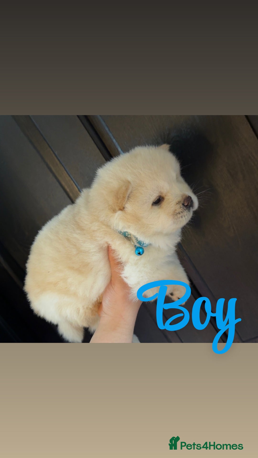 Chow Chow dogs for sale: Chow chow puppie - Image 2