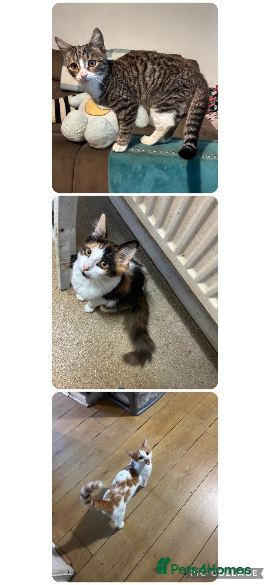 Domestic Shorthair cats for sale: 3 beautiful cats looking for forever homes - Advert 11