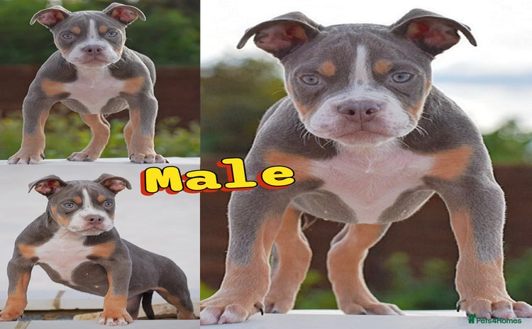 Old Tyme Bulldog dogs - Advert 2