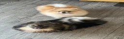 Pomeranian dogs for sale: Beautiful KC Registered Pomeranian Puppies - Advert 1