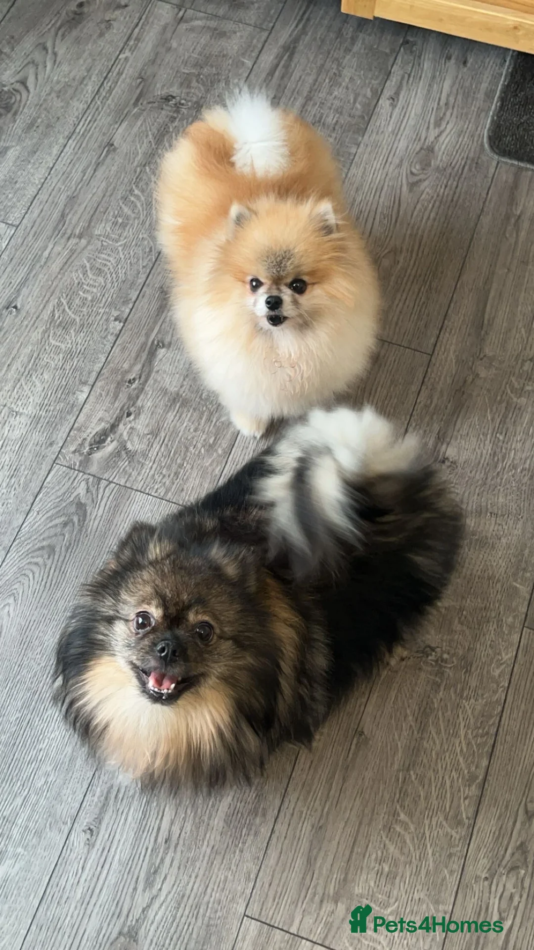 Pomeranian dogs for sale: Beautiful KC Registered Pomeranian Puppies - Advert 1