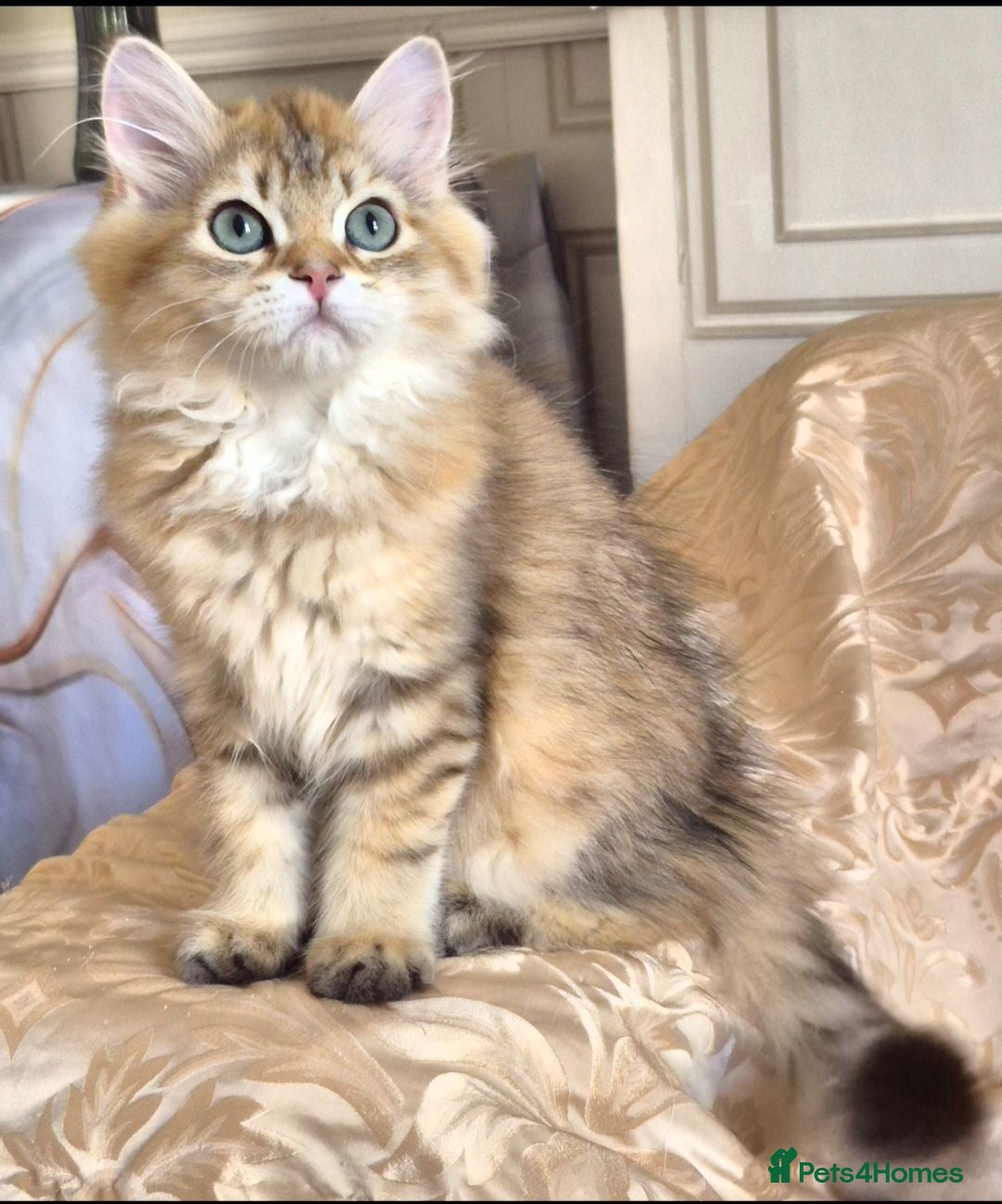 British Longhair cats British Longhair/Shorthair black golden shaded  - Advert 2