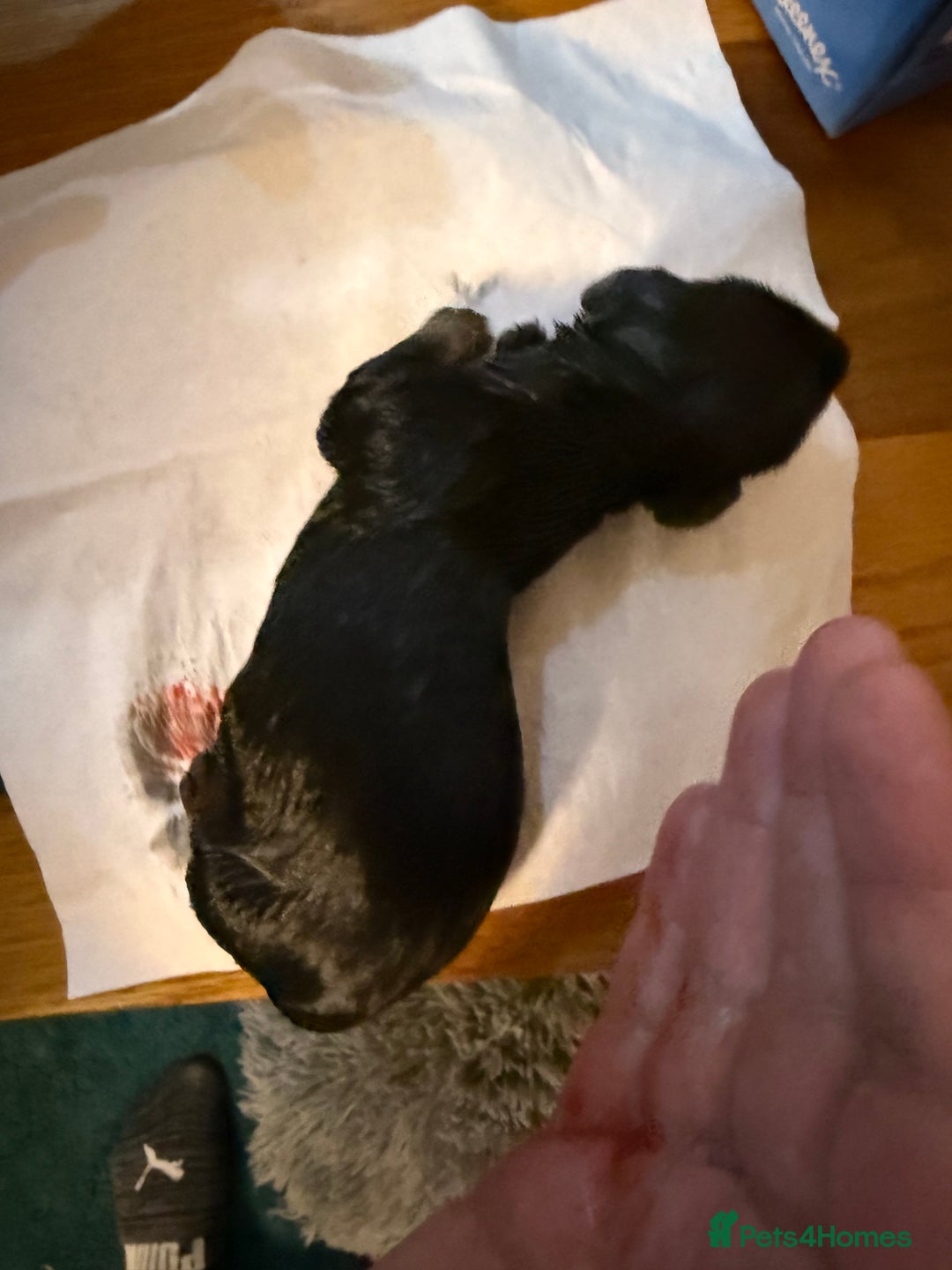 Miniature Dachshund dogs for sale: Miniature Dachshund  - Image 8