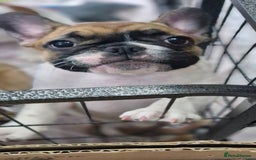 French Bulldog dogs for sale: French Bulldogs - Image 16