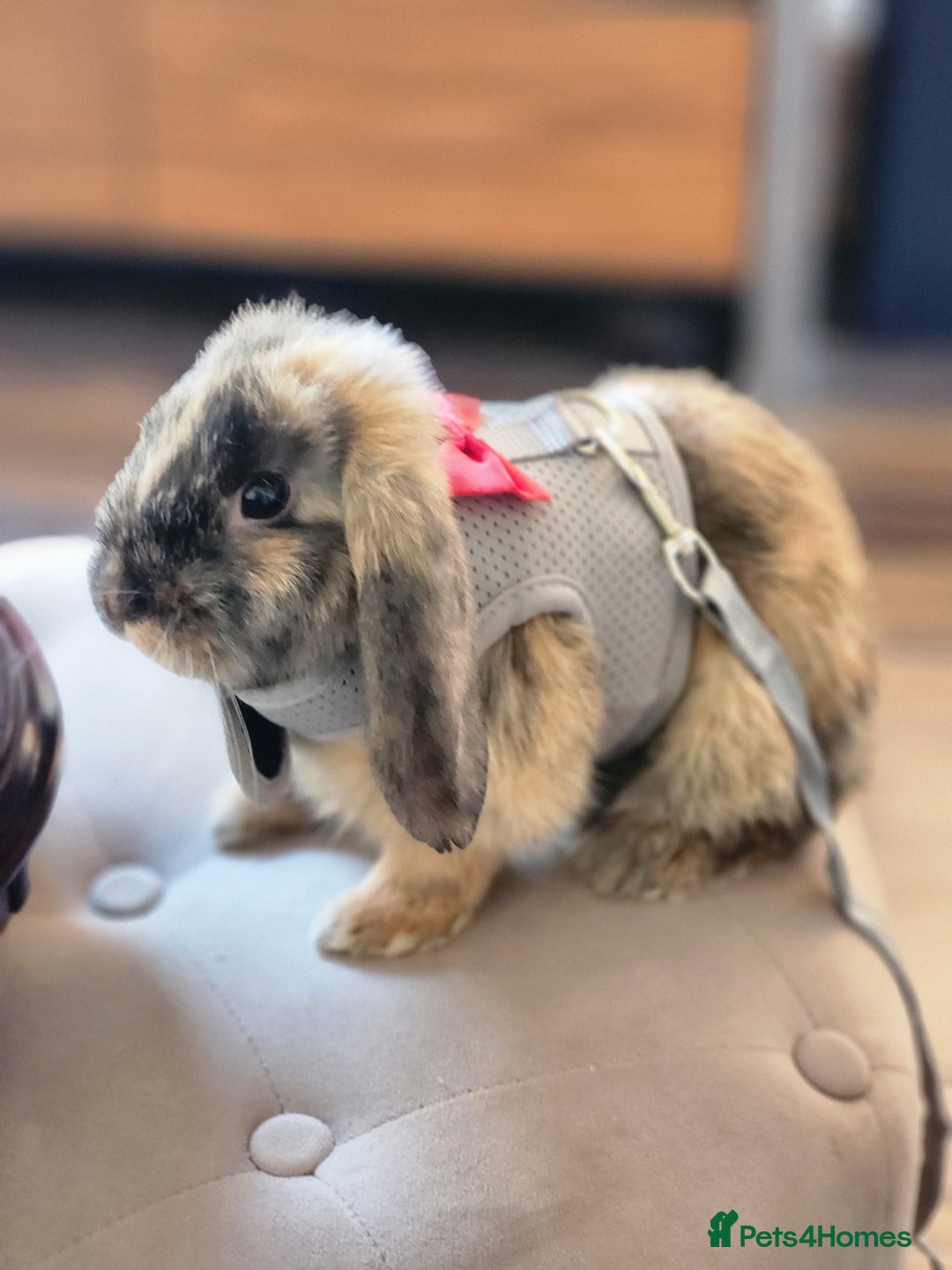 Netherland Dwarf rabbits for sale: Netherland Lop - Image 2