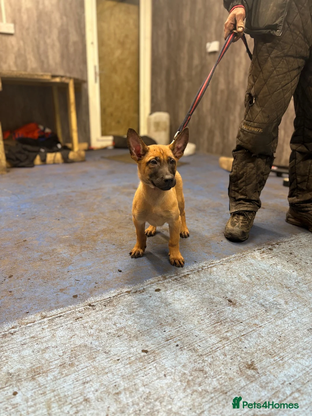 Belgian Shepherd Dog dogs for sale: Dutch Shepherd knpv - Advert 2