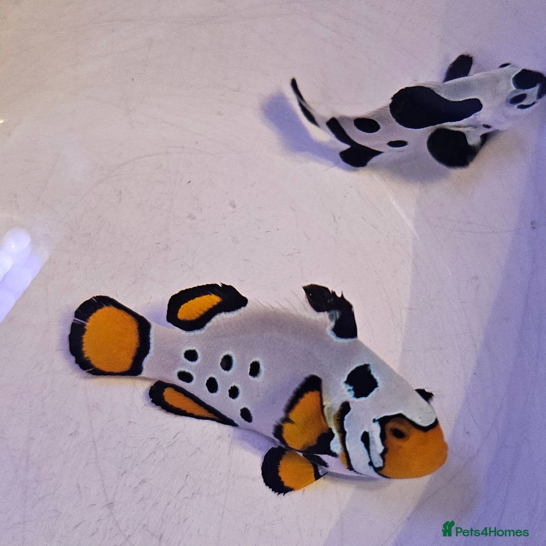 Other/Mixed Breed fish for sale: Designer Clownfish Pair (Frostbite & Black Storm) - Advert 2