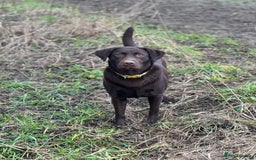 Labrador Retriever dogs for sale: 8 gorgeous chocolate/yellow girl & boy lab pups  - Image 20