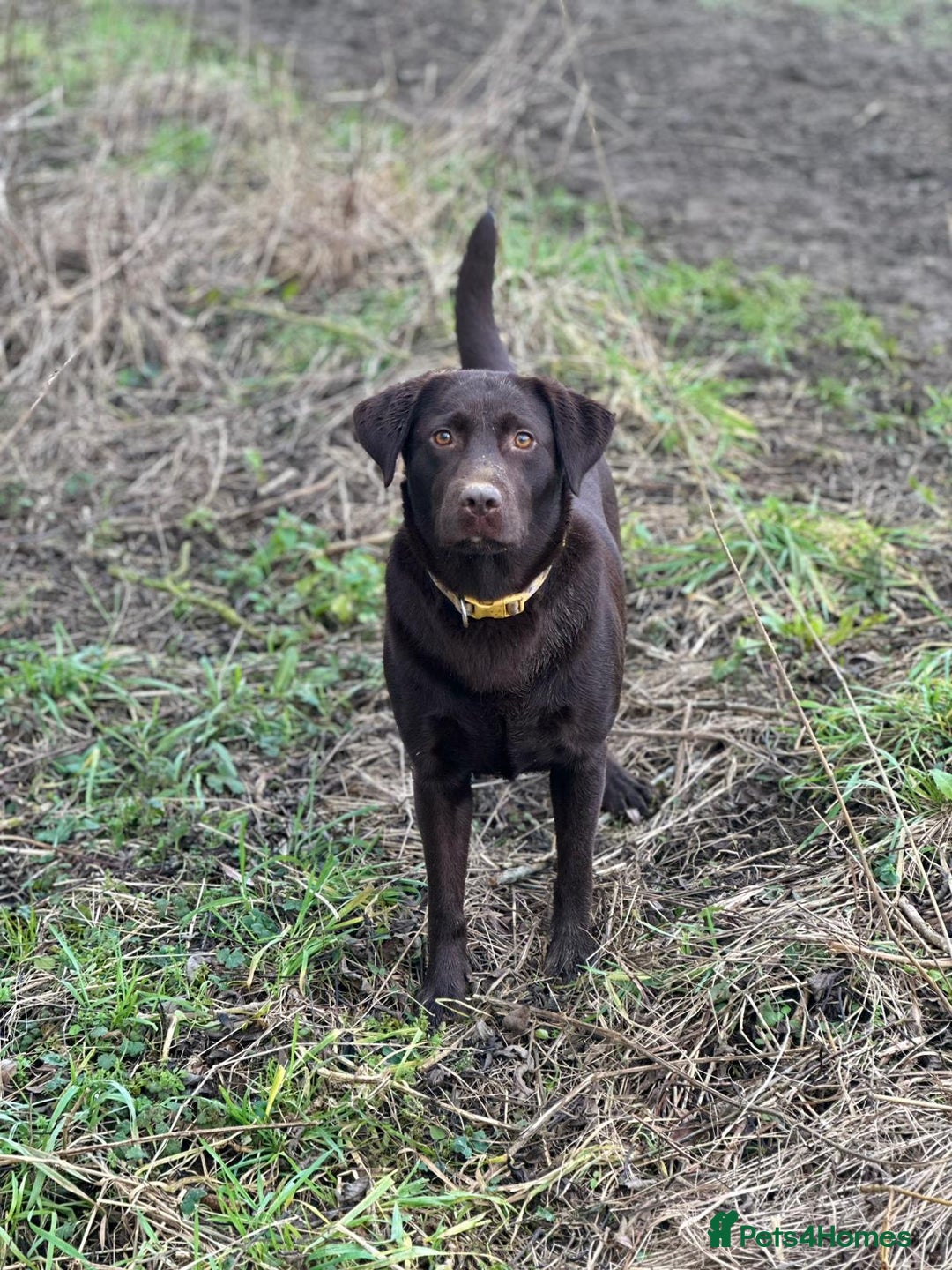 Labrador Retriever dogs for sale: 8 gorgeous chocolate/yellow girl & boy lab pups  - Image 20