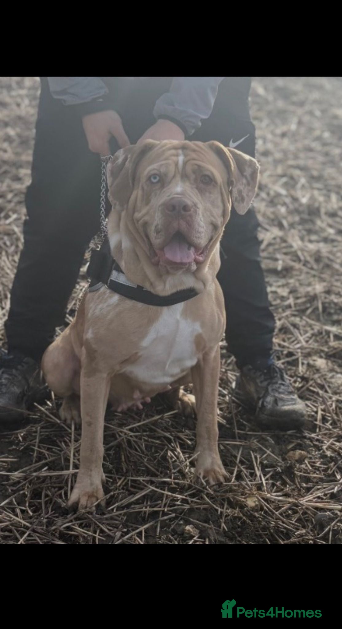 Cane Corso dogs Male Cane Corso Teddy 9 Months - Advert 4