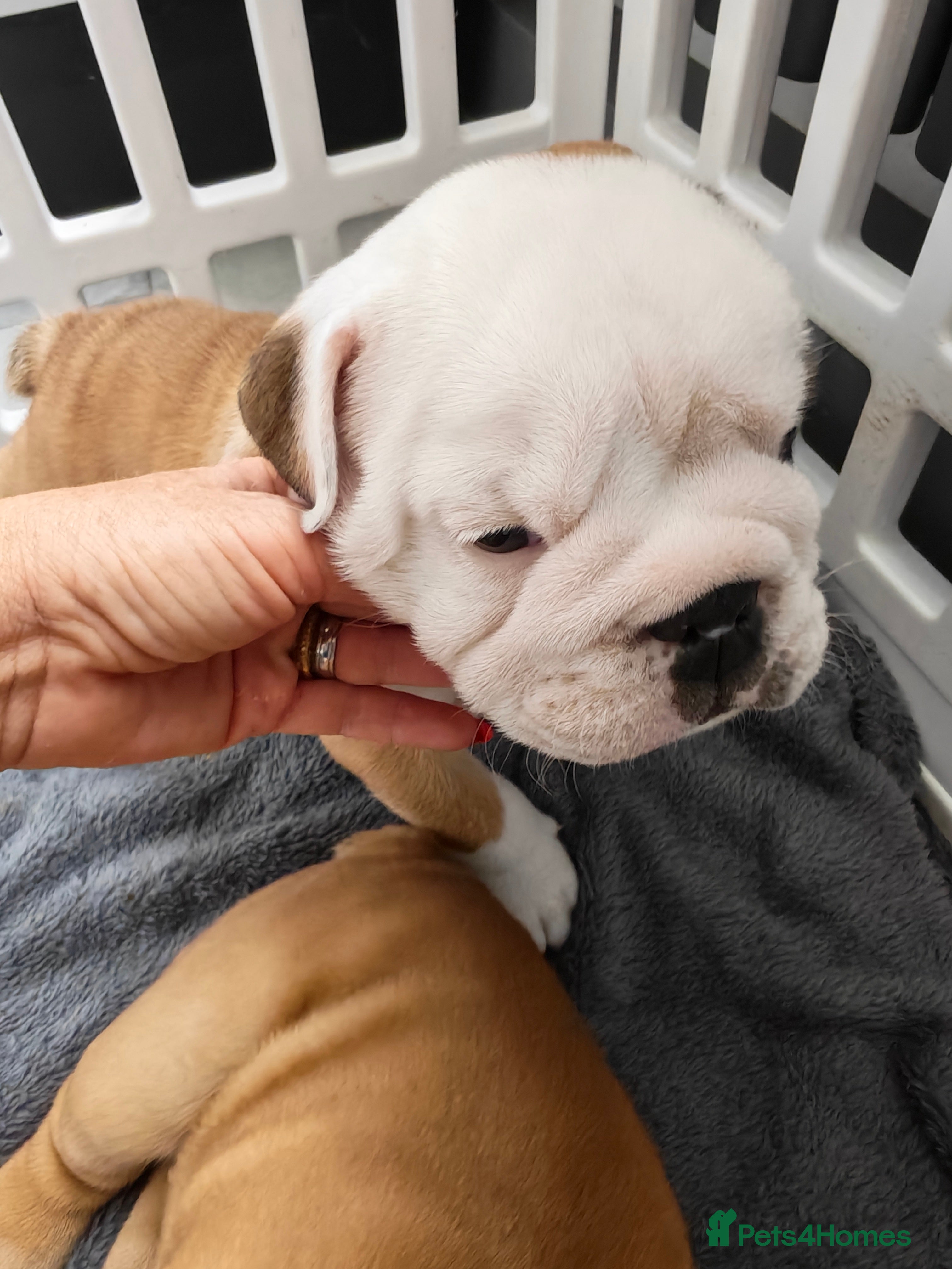 English Bulldog dogs KC English Bulldogs puppies  - Advert 2