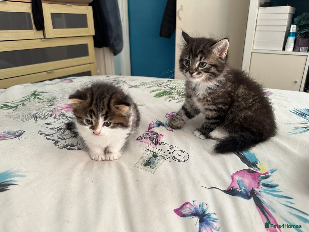 British Longhair cats for sale: Ready Now!! Beautiful BLH Kittens 💜🐾 - Image 4