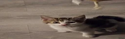 Mixed Breed cats for sale: Beautiful kitties  - Advert 6
