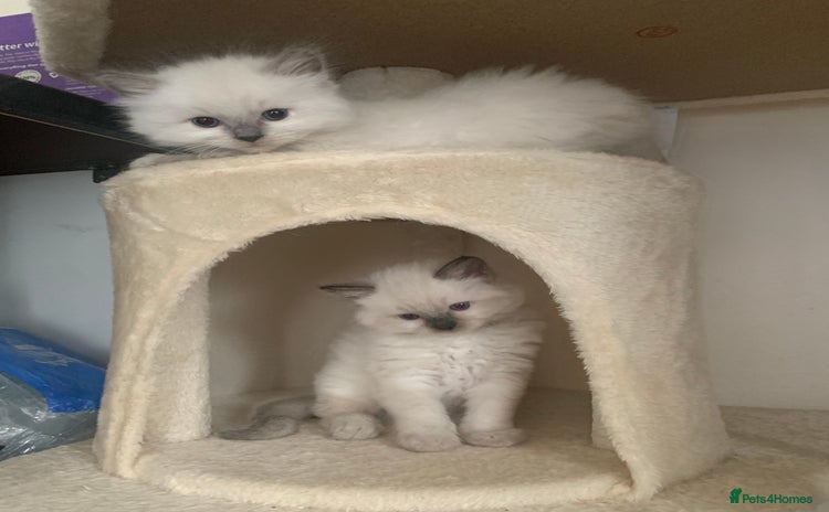 Ragdoll cats - Advert 2
