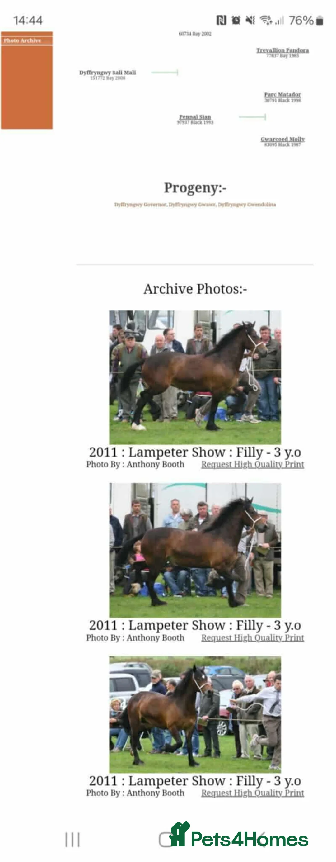Welsh Section D horses for sale: Section D mare  - Advert 2