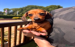 Dachshund dogs for sale: 1 gorgeous boy Available Ready to leave 🐶🏡 in Cullompton - Image 6