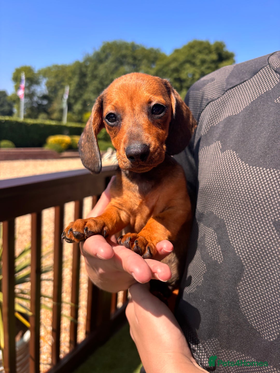 Dachshund dogs for sale: 1 gorgeous boy Available Ready to leave 🐶🏡 in Cullompton - Image 6