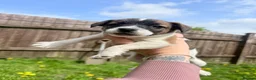 Jack Russell dogs for sale: One little male Jack Russell - Advert 14