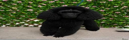 Toy Poodle dogs for sale: Toy poodle  - Advert 3