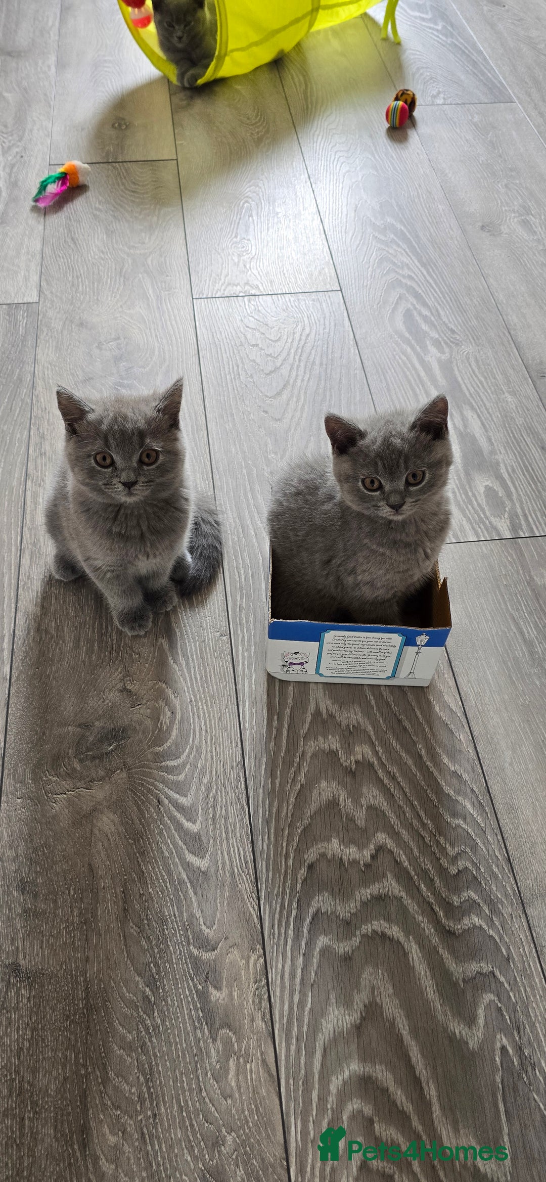 British Shorthair cats for sale: British Blue Shorthair - Image 25