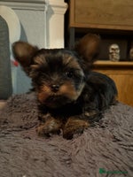 Yorkshire Terrier dogs - Advert 15