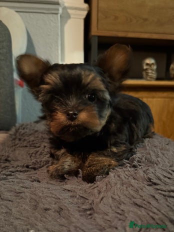 Yorkshire Terrier dogs - Advert 15