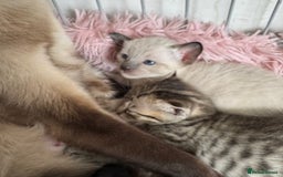 Oriental cats for sale: Gorgeous Oriental Kitten - 1 boy remaining  - Image 24