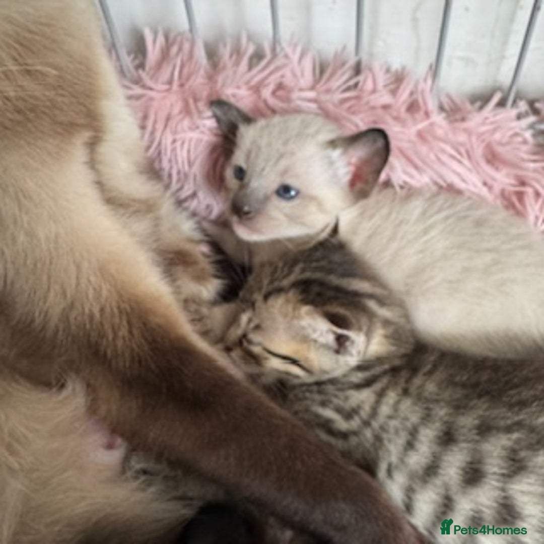 Oriental cats for sale: Gorgeous Oriental Kitten - 1 boy remaining  - Image 24
