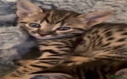 Savannah cats for sale: Gorgeous Female SBT kittens - Image 7