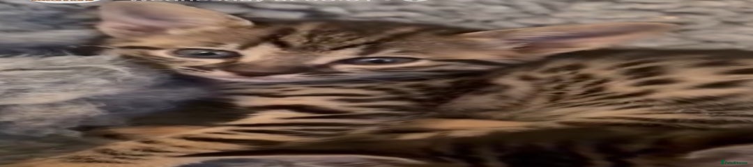 Savannah Kitten 2 Cinder