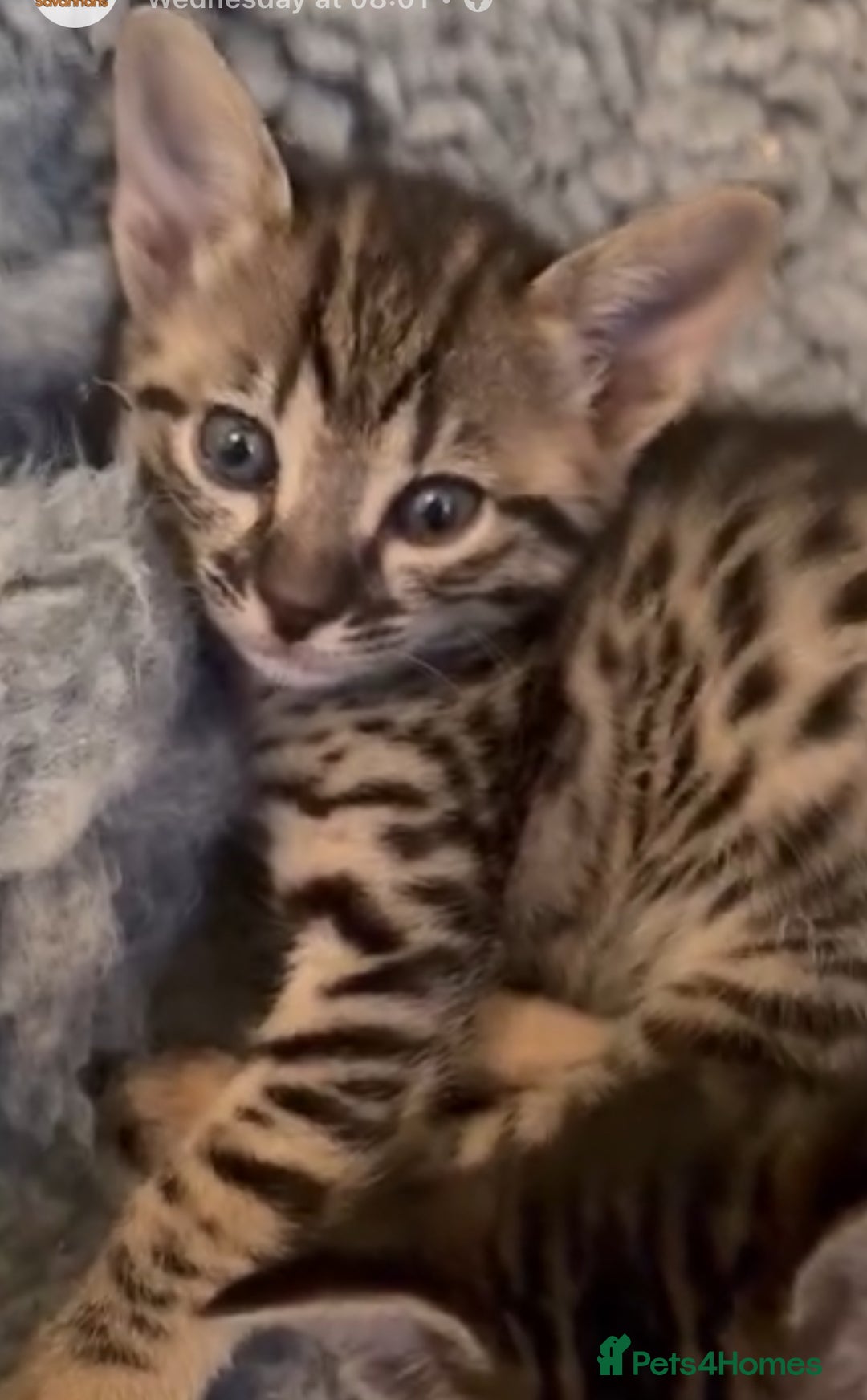 Savannah cats for sale: Gorgeous Female SBT kittens - Image 7