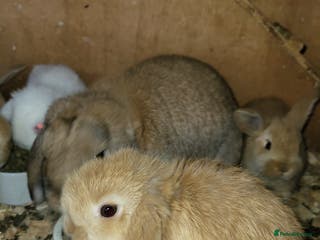 Mini Lop rabbits Gorgeous Mini Lop Bunnies Ready to go 1 remaining - Advert 4