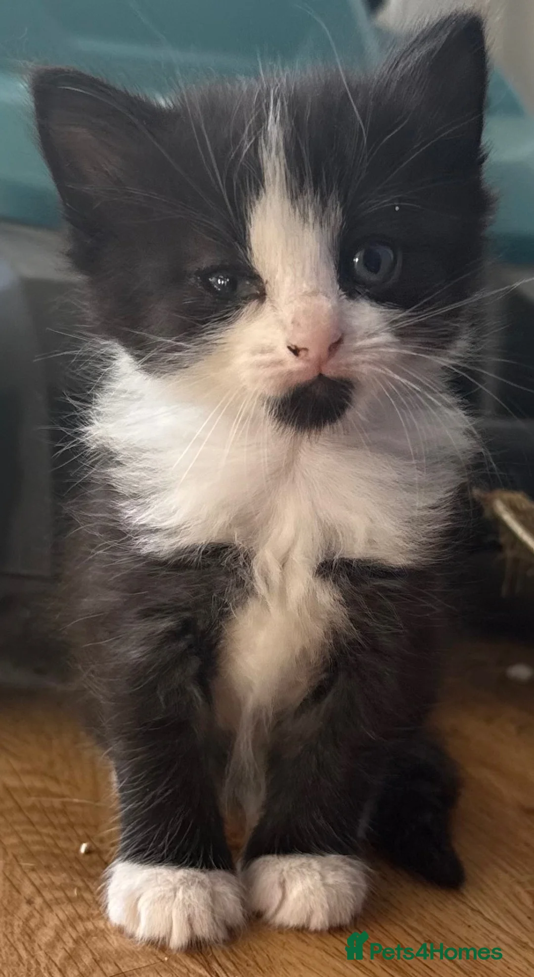 British Longhair cats for sale: 3 beautiful girls ready to go next week  in Shoreham-by-Sea - Advert 4