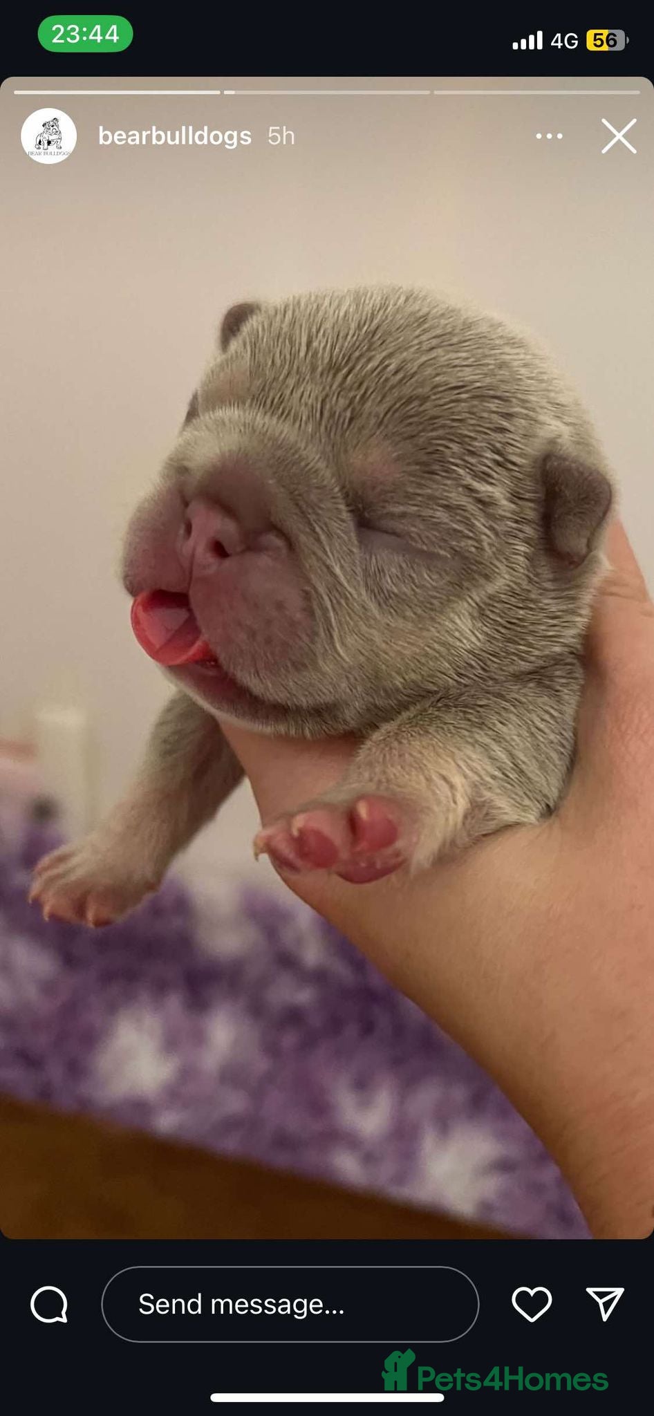 French Bulldog dogs for stud: New Shade Chocolate Carrying Fluffy L4 in Ongar - Advert 2
