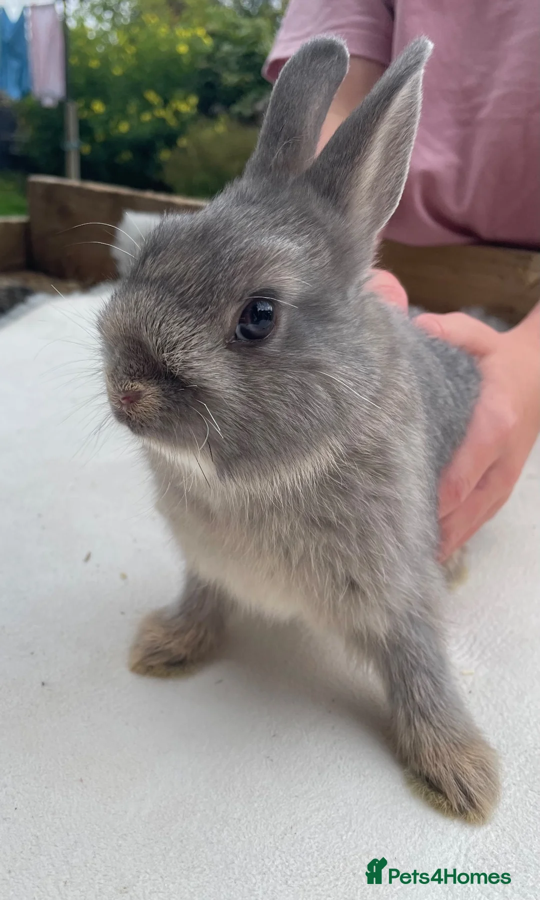 Netherland Dwarf rabbits for sale: x5 Netherland Dwarf Bunnies 🐰 - Advert 2