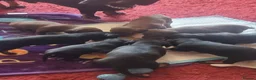 Jackshund dogs for sale: Jackshund puppies in Wellington - Advert 6