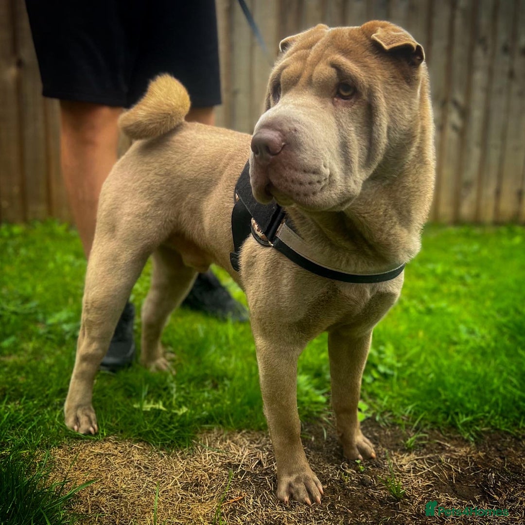 Shar Pei dogs for stud: EXPERIENCED LICAC DILUTE STUD **WELL PROVEN** in Wetherby - Image 4