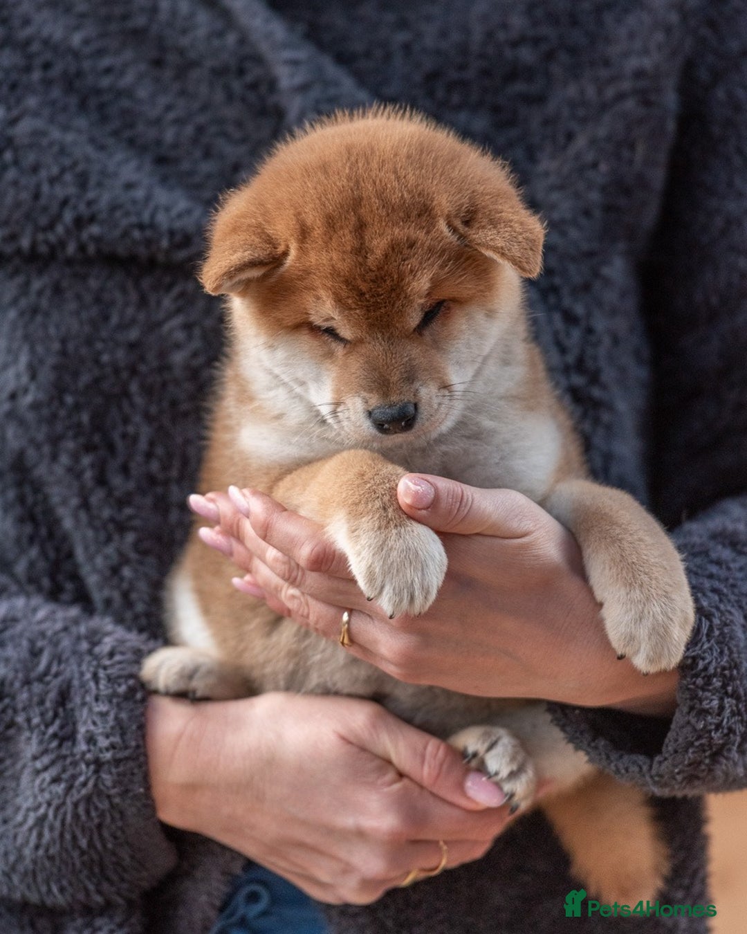 Japanese Shiba Inu dogs for sale: 🐾🏵Original Japanese Shiba inu puppies 🏵🐾 - Advert 6