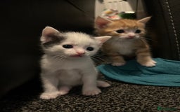 Domestic Shorthair cats for sale: Kittens for sale  - Image 3