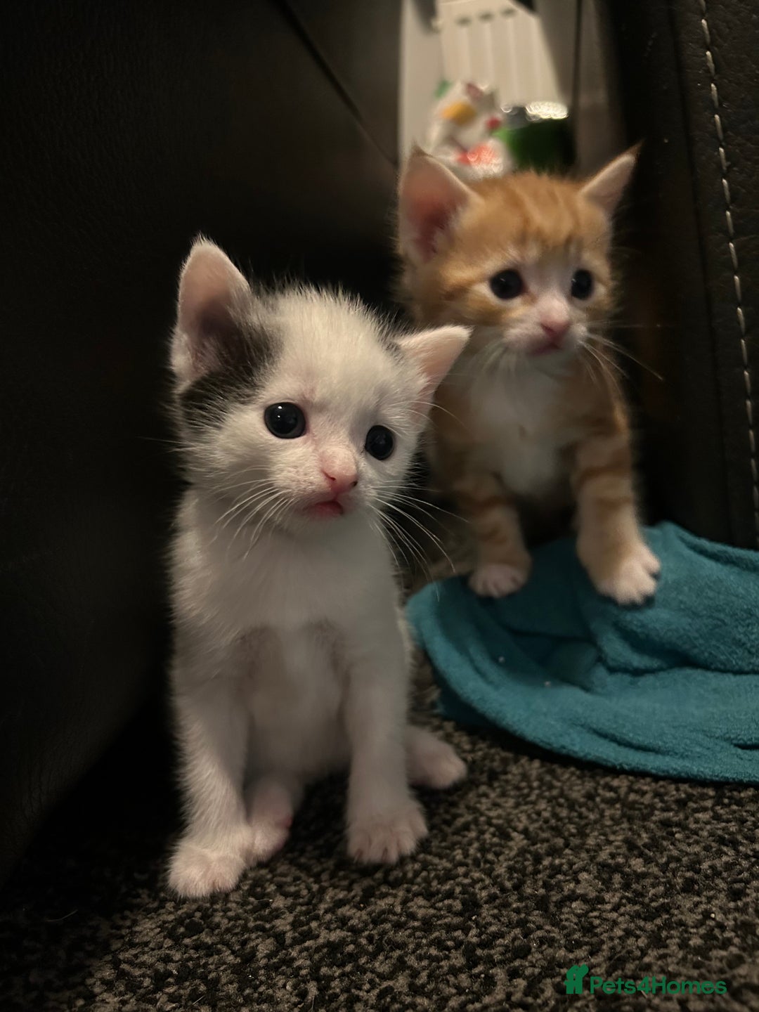 Domestic Shorthair cats for sale: Kittens for sale  - Image 3