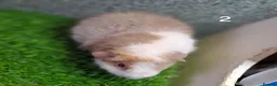 Guinea Pig rodents for sale: Attractive baby boy Guinea Pigs - Advert 10