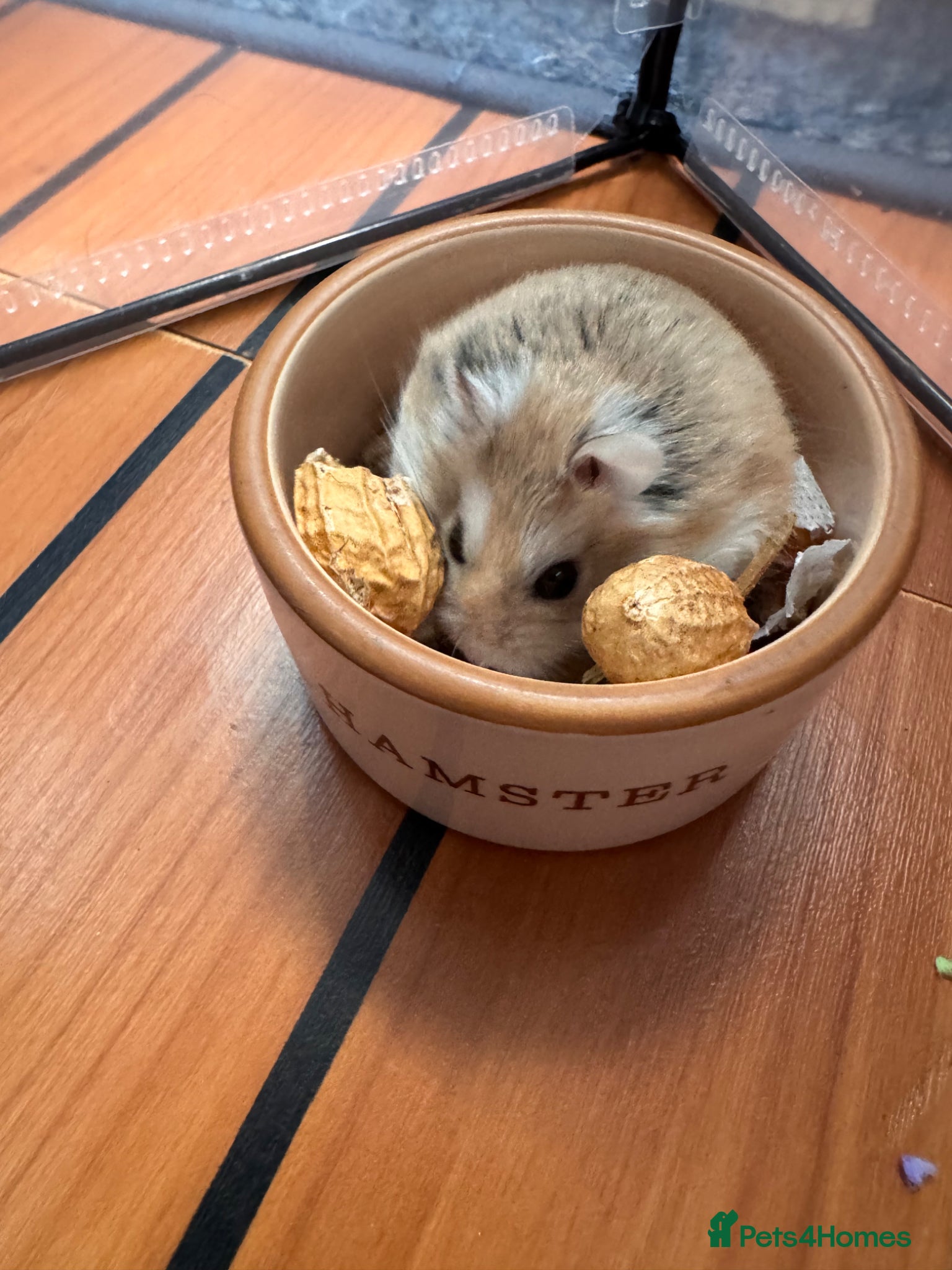Hamster rodents Male dwarf hamster 🐹  - Advert 1