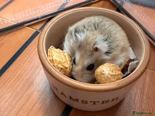 Hamster rodents for sale: Male dwarf hamster đš - Advert 2