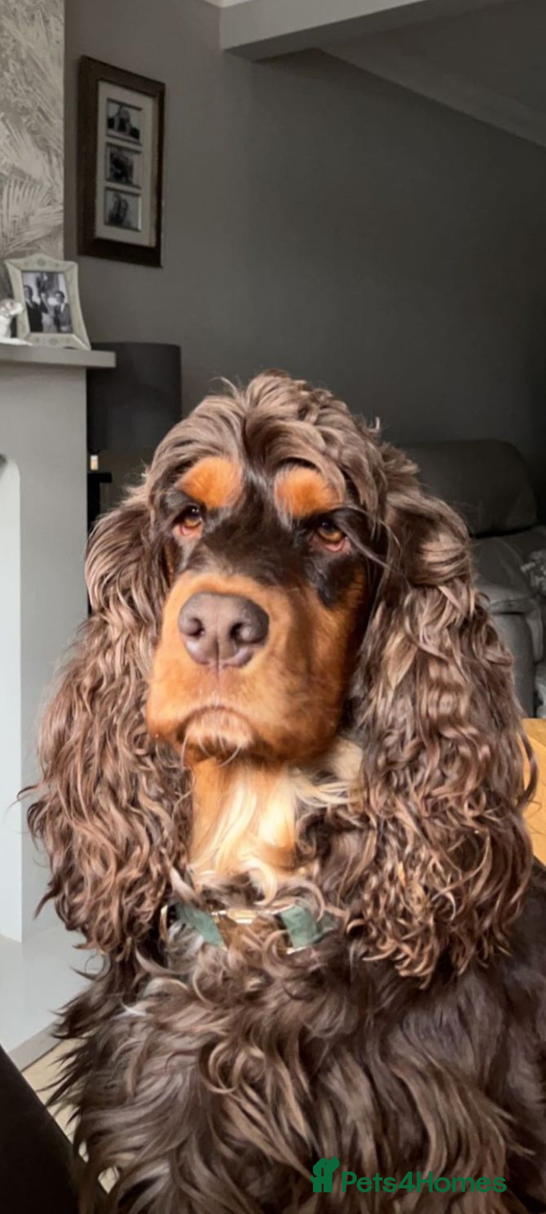 Cocker Spaniel dogs for stud: SHOW COCKER SPANIEL 🐕 health tested stud  in Brentwood - Advert 7