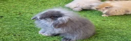 Mini Lion Lop rabbits for sale: Stunning Mini Lion Lops - READY SATURDAY - Advert 12