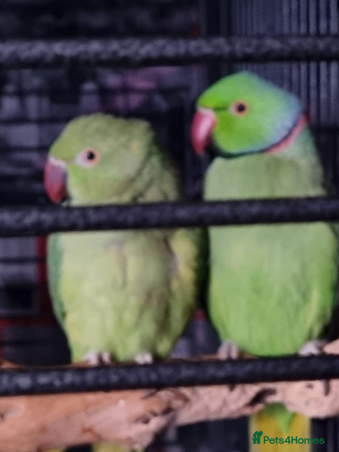 Ringnecks birds for sale: African ringnecks - Advert 1