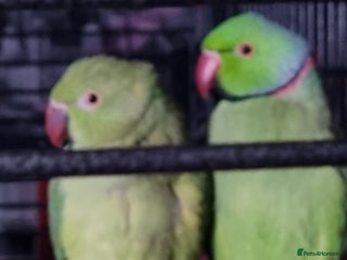 Ringnecks birds African ringnecks - Advert 1