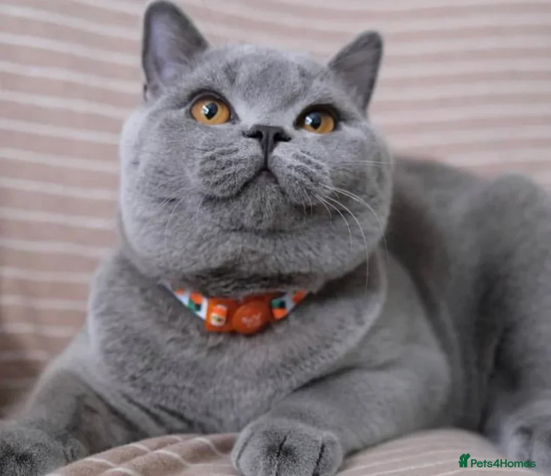 British Shorthair cats for stud: british shorthair stud - Advert 2